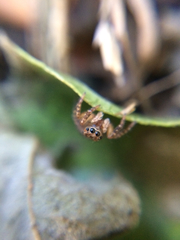 Salticidae