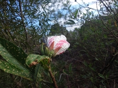 Hibiscus heterophyllus