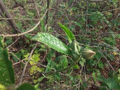Hibiscus heterophyllus