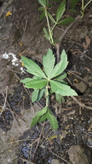 Cissus palmata