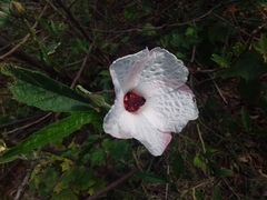 Hibiscus heterophyllus