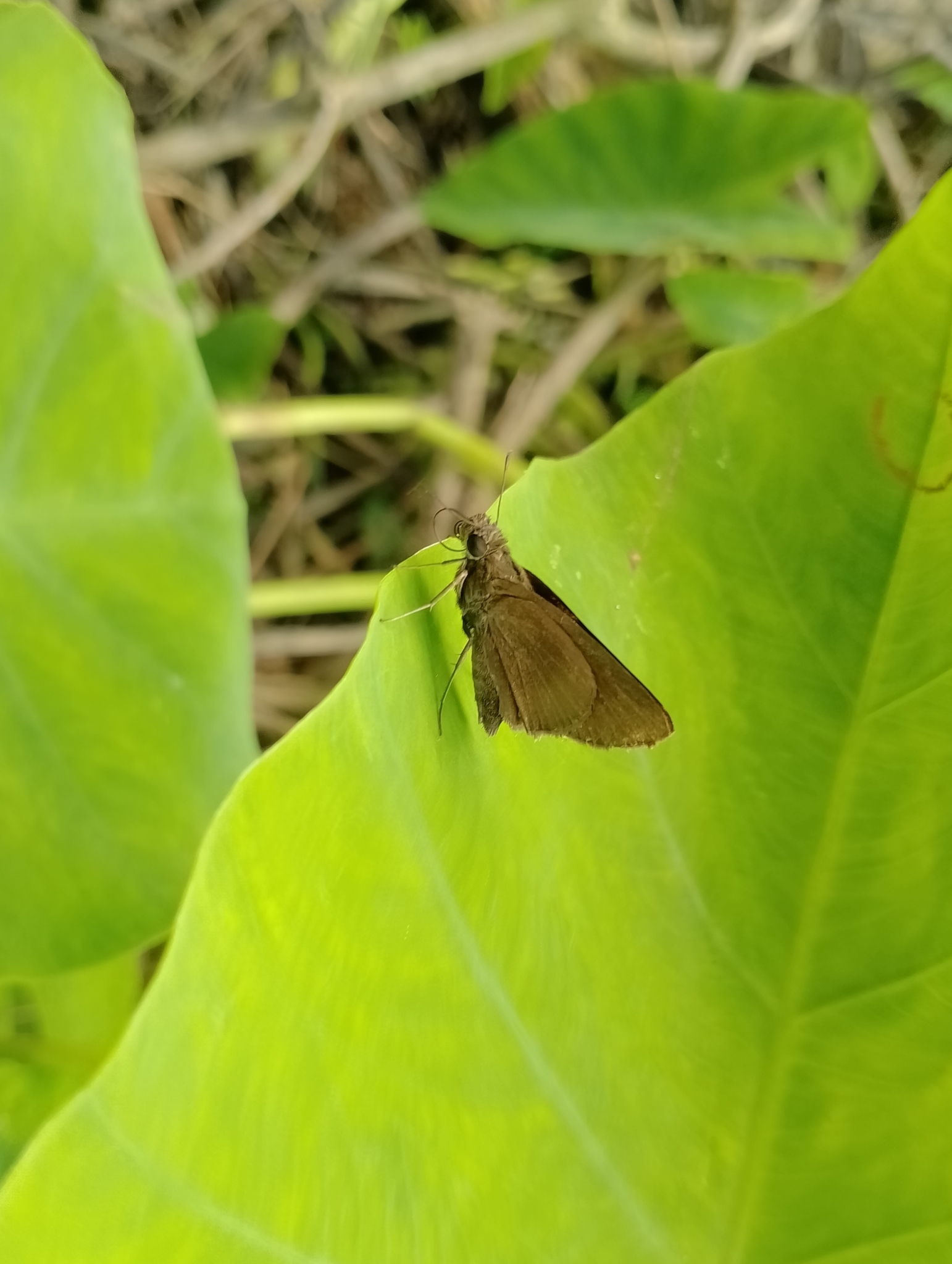 Complete Paint-Brush Swift