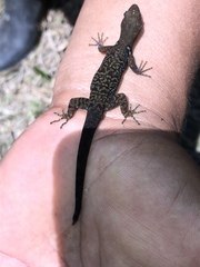 Gonatodes concinnatus