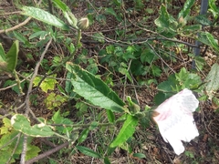 Hibiscus heterophyllus