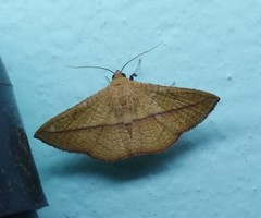 Striglina