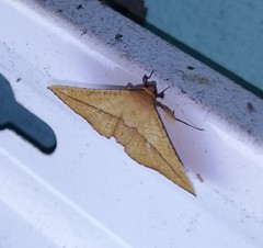 Striglina
