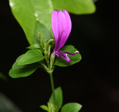 Hypoestes purpurea