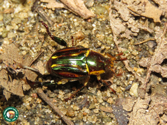 Pelidnota liturella