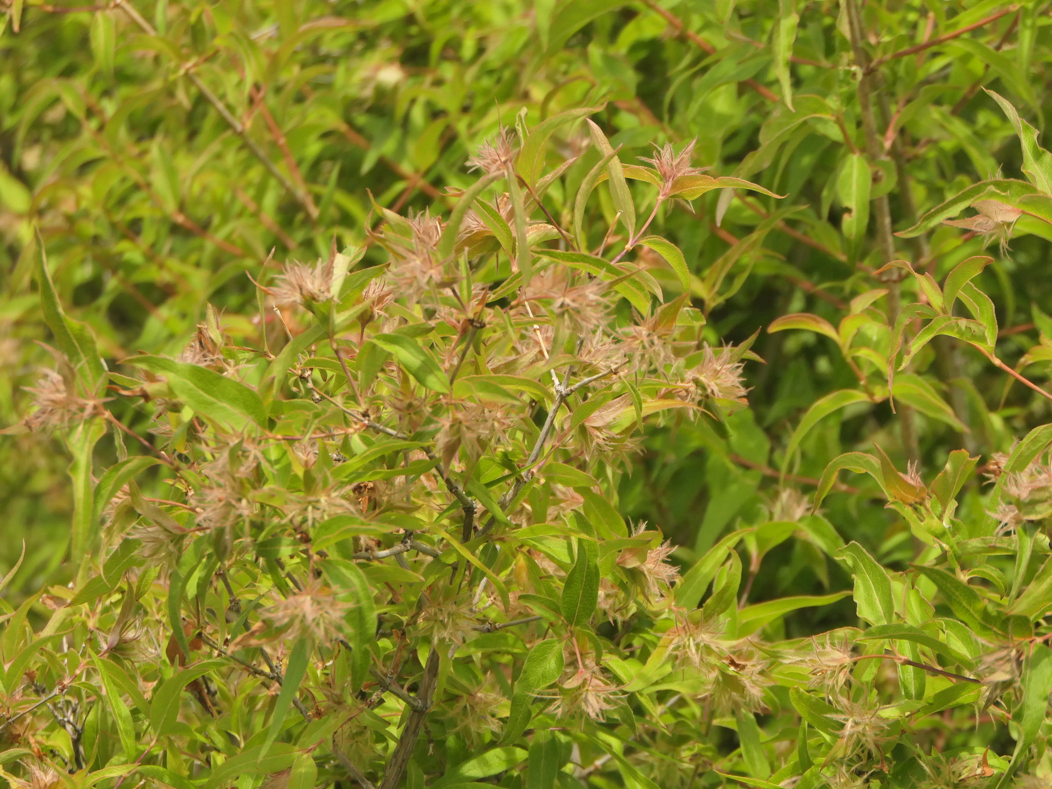 Handmaiden's Tears (Zabelia triflora)