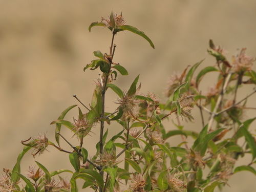 Zabelia triflora