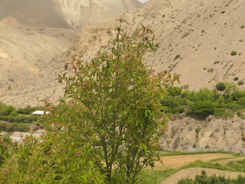 Zabelia triflora, photograph 1