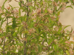 Zabelia triflora, photograph (c) Sagnik Dutta Roy, some rights reserved (CC BY)