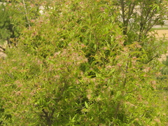 Zabelia triflora, photograph (c) Sagnik Dutta Roy, some rights reserved (CC BY)