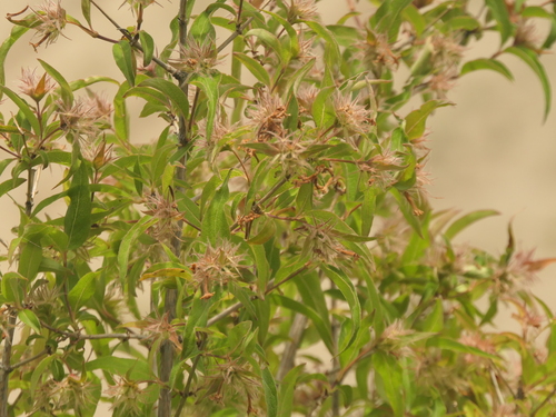 Zabelia triflora, photograph 4
