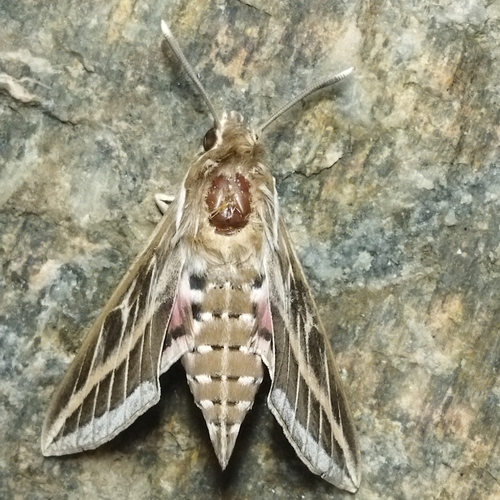Striped Hawkmoth photo 2