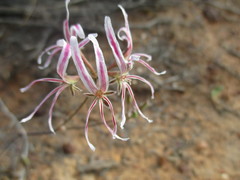 Pelargonium undulatum