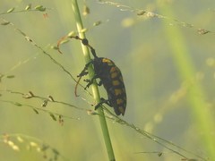 Aristobia reticulator