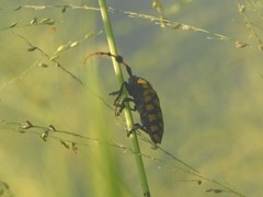 Aristobia reticulator