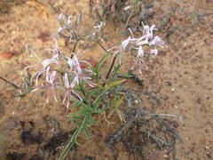 Pelargonium undulatum