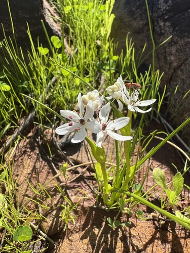 Wurmbea murchisoniana