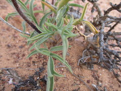 Pelargonium undulatum