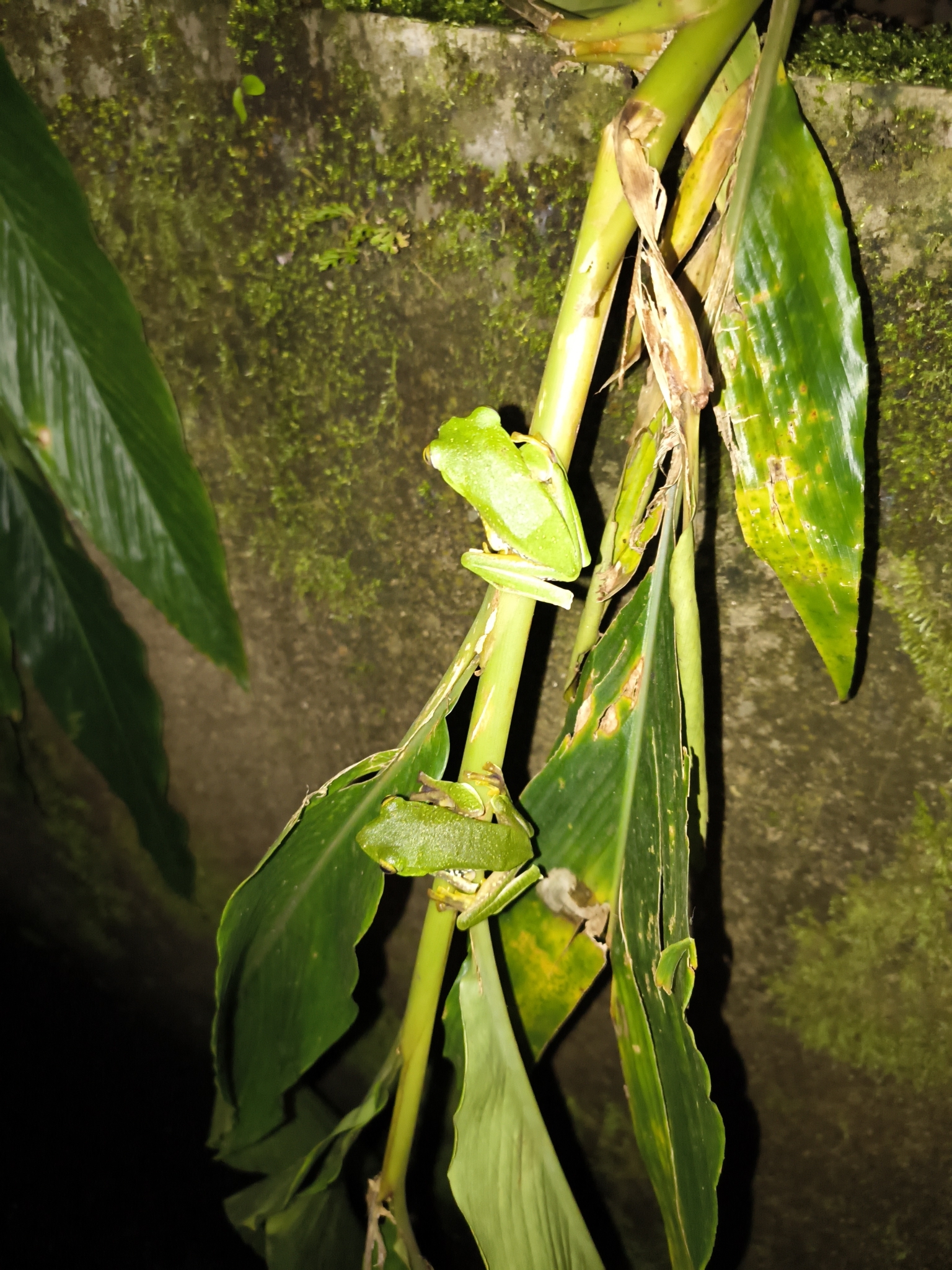 Anamalai Tree Frog