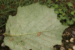 Phyllactinia guttata