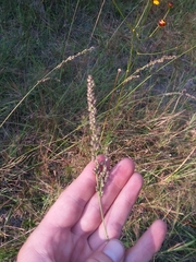 Anthenantia rufa