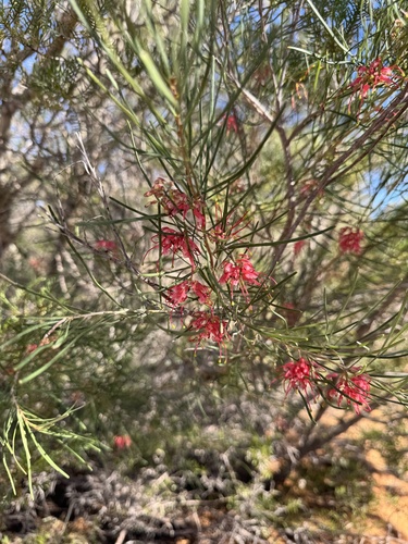 Grevillea pinaster