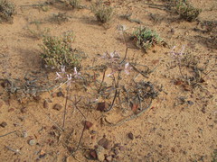 Pelargonium undulatum
