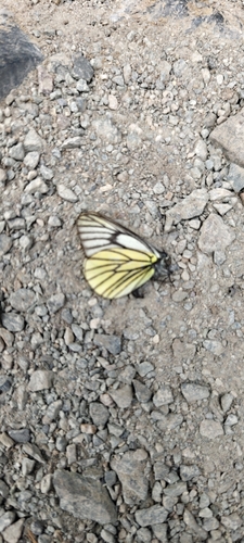 Oberthür's Black-veined White