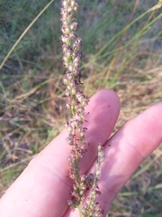 Anthenantia rufa