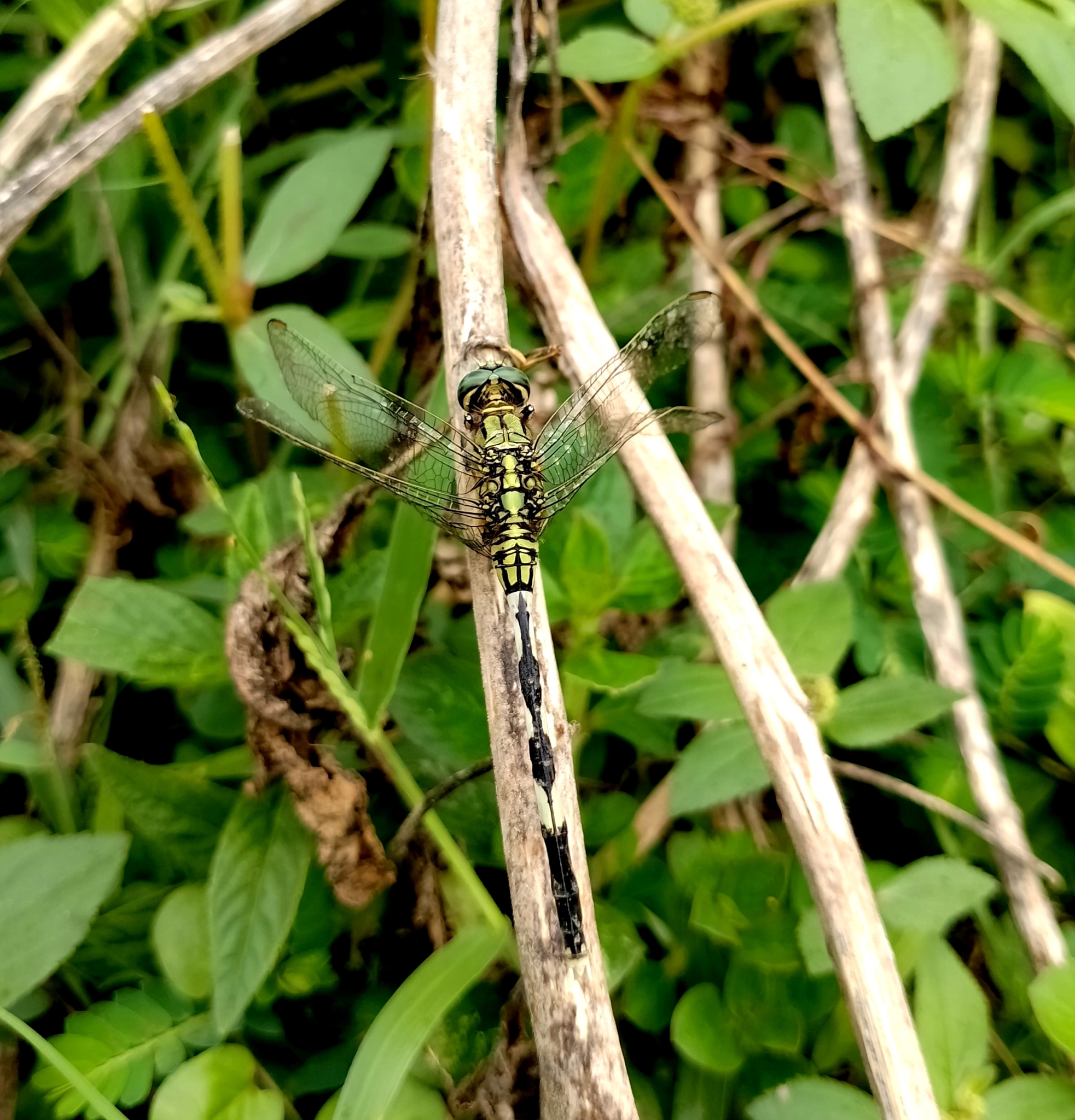 Slender Skimmer