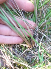 Anthenantia rufa