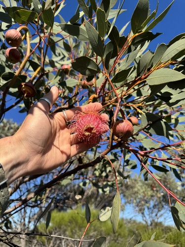 Eucalyptus pyriformis, photograph 2