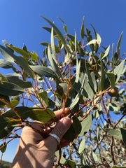 Eucalyptus pyriformis, photograph (c) Tyler Anthony, some rights reserved (CC BY)