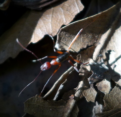 Leptomyrmex tibialis