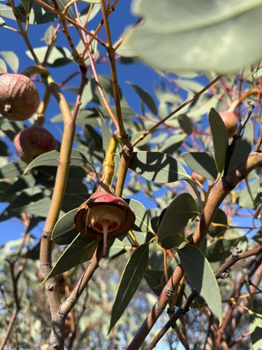 Eucalyptus pyriformis, photograph 4