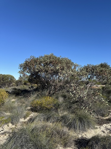 Eucalyptus pyriformis, photograph 5