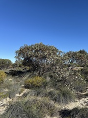 Eucalyptus pyriformis, photograph (c) Tyler Anthony, some rights reserved (CC BY)