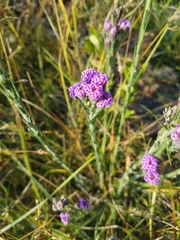 Carphephorus pseudoliatris