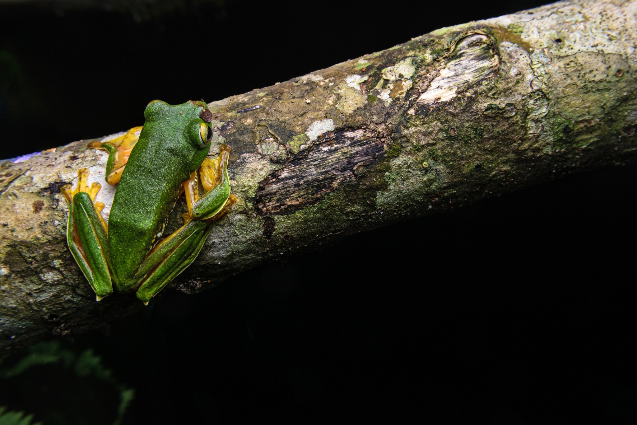 Anamalai Tree Frog
