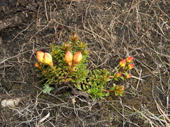 Gentianella hirculus