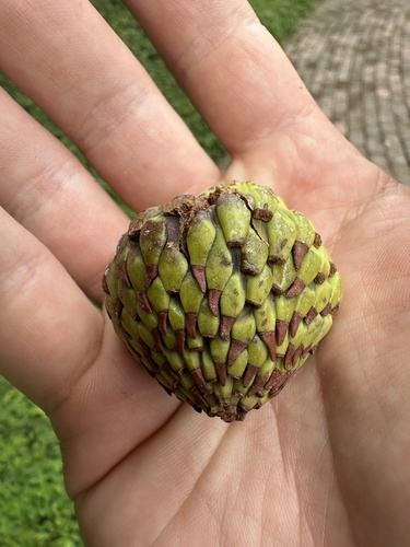 Magnolia hernandezii, photograph 5