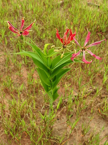 flame lily