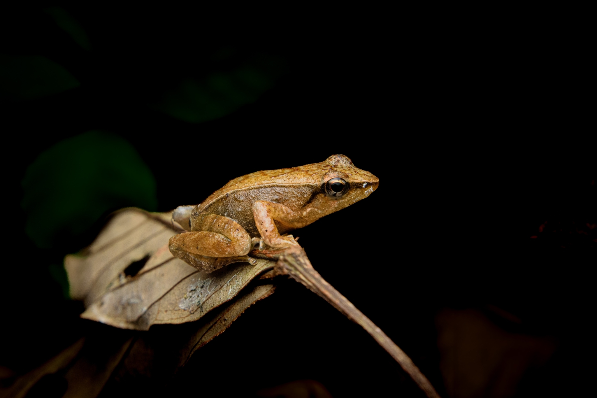 Beautiful Torrent Frog Anura