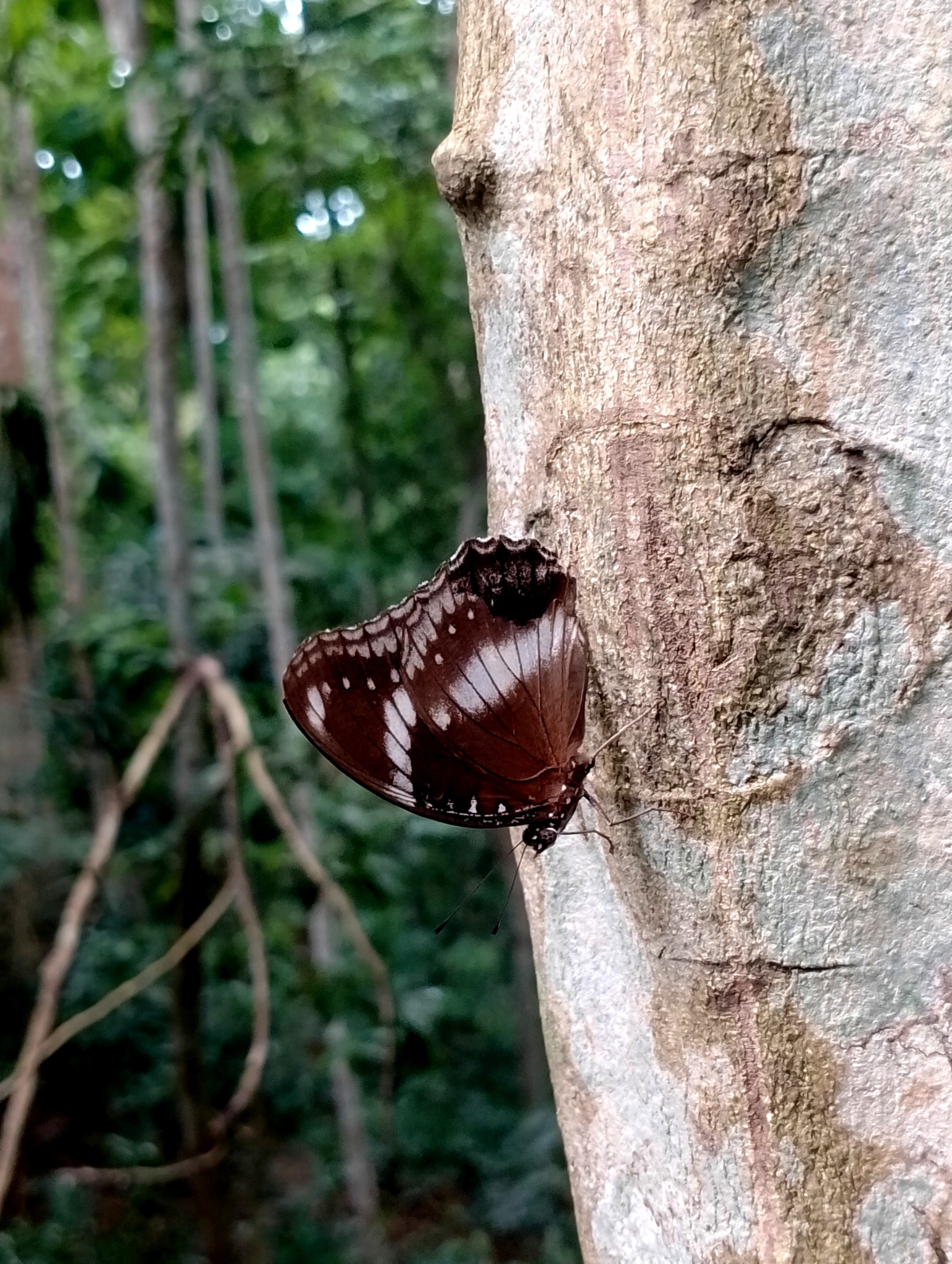 Great Eggfly