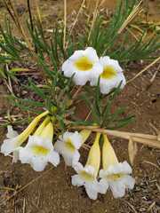 Anemopaegma arvense