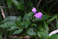 Dicliptera tinctoria
