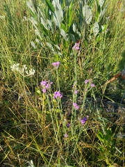 Carphephorus pseudoliatris